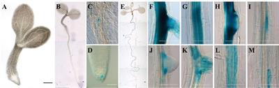 Arabidopsis Lectin EULS3 Is Involved in ABA Signaling in Roots